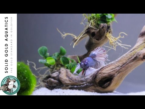 SOLID GOLD HAS A BETTA?! // Unboxing & Adding Plants to My Betta Tank