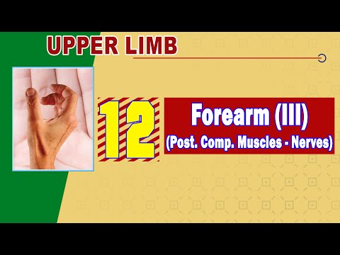𝟏𝟐. 𝐅𝐨𝐫𝐞𝐚𝐫𝐦 (𝐈𝐈𝐈) (𝐏𝐨𝐬𝐭𝐞𝐫𝐢𝐨𝐫 𝐜𝐨𝐦𝐩𝐚𝐫𝐭𝐦𝐞𝐧𝐭 - 𝐌𝐮𝐬𝐜𝐥𝐞𝐬 & 𝐍𝐞𝐫𝐯𝐞𝐬) ⚡ (عضلات وأعصاب الجزء الخلفى من الساعد)