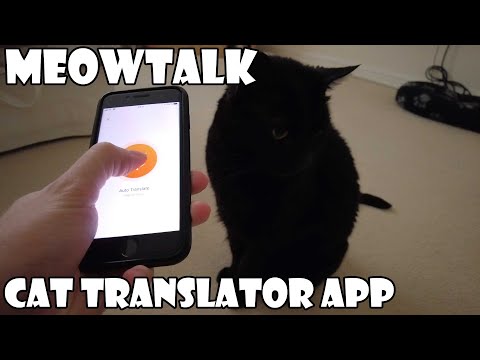 Meow Talk Cat Translator App - YouTube