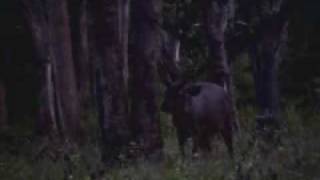 preview picture of video 'Indian Wildlife ( Sambar Stag )'