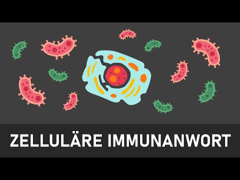 Zelluläre Immunantwort | Spezifische Immunabwehr | Immunabwehr einfach erklärt