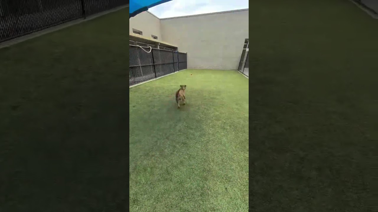 Enlarge Sonny, a Adoptable Pit Bull Terrier in Greensboro, NC video 6/6