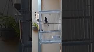 Aldebaran galador criatório Londrina 