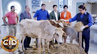 गऊ रक्षा अभियान में जुड़ा Dr Salunkhe I CID New Episode 2026 I Best Of CID
