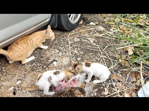 Feeding Cats