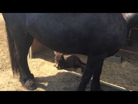 Faith Martin's Horse & Mini Donkey 'Made in the SHADE'! [VIDEO]