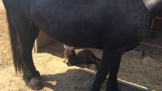 Faith Martin's Horse & Mini Donkey 'Made in the SHADE'! [VIDEO]