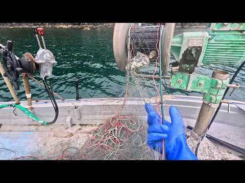 無水肝鍋【どぶ汁】肝パンのハギ肝ならできるんじゃね