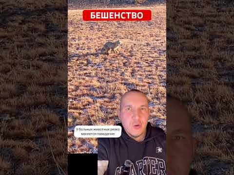 Бешенство ! Видео предупреждение ! Избегайте животных с таким поведением