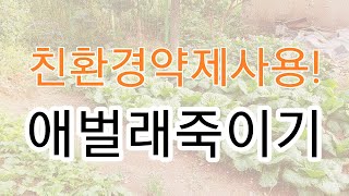 김장배추무 애벌래 친환경퇴치 고추고구마대파모든작물가능