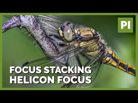 Maximum sharpness in insect photos - Focus Stacking Part 1 - Helicon Focus