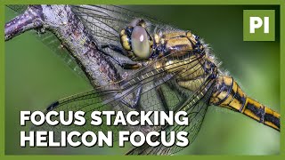Maximale Schärfe bei Insektenfotos - Focus Stacking Teil 1 - Helicon Focus