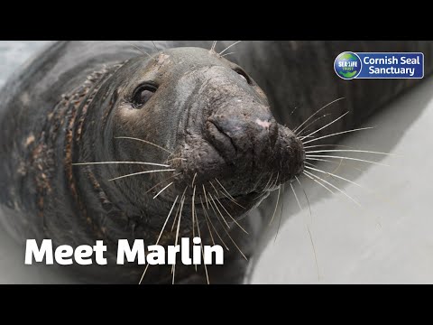 Meet our Summer Superstars: Marlin's story