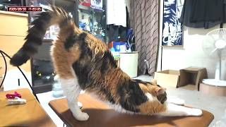 三毛猫フミちゃん  LIVE配信   2026年8月29日　calico cat　(LIVE stream)