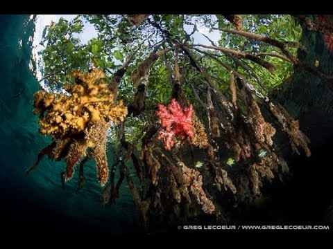 Diving in the Solomon Islands Video
