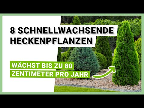 8 schnellwachsende Heckenpflanzen, die sich als Sichtschutz eignen