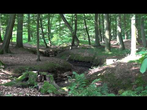 RuheForst® Segeberger Heide - Hartenholm