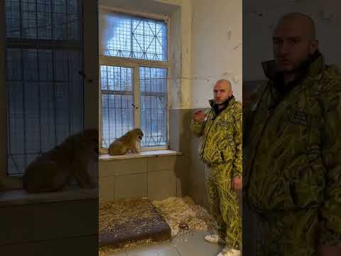 Львиный характер совсем не простой🦁