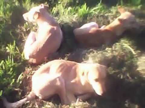 Perros en Carrasco del Sauce, Canelones, setiembre 2020