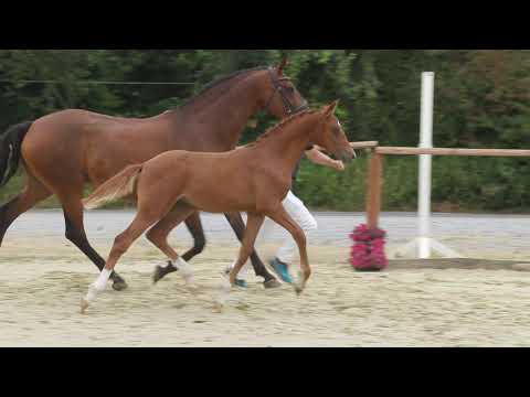 Auktionsfohlen Nr 16 HF v. Cosmo Royal – FS Daddy Cool