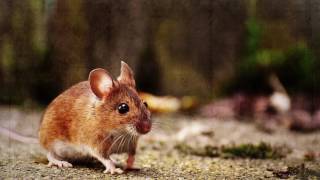 How accurate is Walt Before Mickey? video