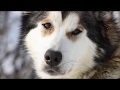 Sled dogs and rangers protect Denali wilderness