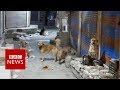 Tracking down India's killer dogs - BBC News