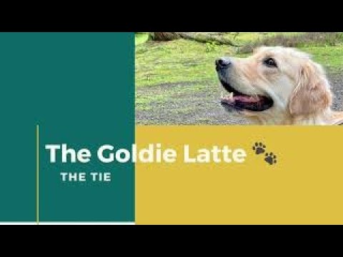 The Tie  - Golden Retriever Mating Process