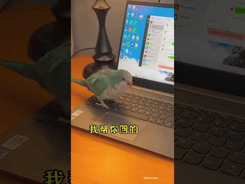 我上了个厕所回来，就被女神拉黑了#宠物 #鹦鹉 #带标识合法鹦鹉