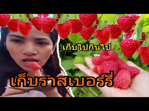 สมาชิก 10 เพิ่มขึ้น เพิ่มสมาชิกที่เป็นอิสระ