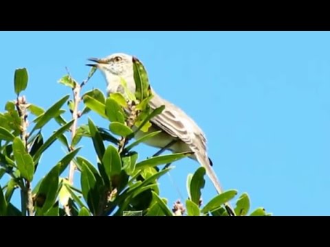 Northern Mockingbird Singing