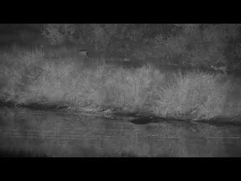 Djuma: Black backed Jackal pair - 23:55 - 05/1/ 20