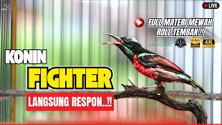 Download lagu KONIN GACOR FULL ISIAN MEWAH 🔥 ROLL TEMBAK RAPAT NGOBRA! AUDIO JERNIH MATERI KOLIBRI NINJA IJOAN mp3