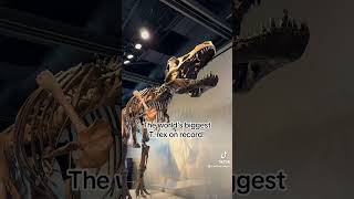 WOW 🤩. Scotty, the biggest T. rex on record is at the Witte Museum right now! #trex #dinofossils