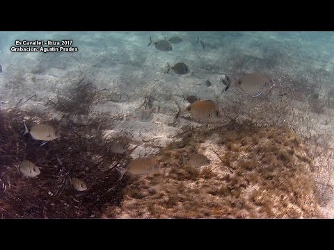 Es Cavallet playa Ibiza, fondo marino. Agustin Prades 2017