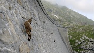 faze tari compilatie video noua