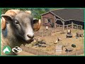Building a Walkthrough Habitat for GOATS & SHEEP in the Elm Hill City Zoo! | Planet Zoo