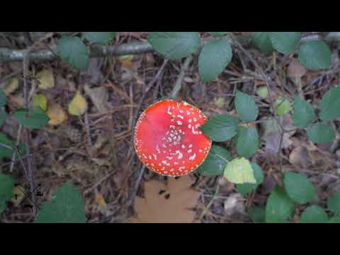 Ijzeren man Weert tijdens de herfst