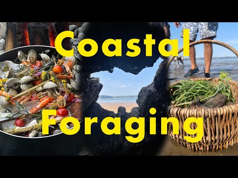 How to find your own food along the UK coast | Coastal Foraging | Sustainable Travel