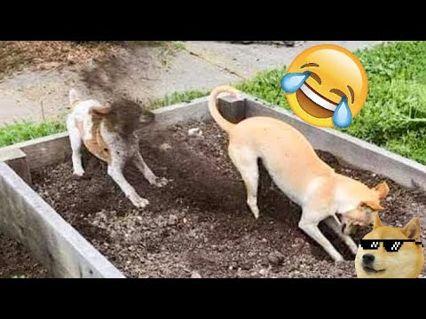 ŚMIESZNE ZWIERZĘTA 2022🐼#62😹 Spróbuj się nie zaśmiać 😹