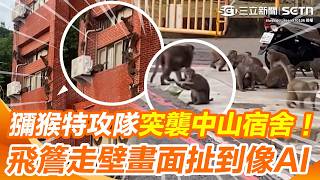 中山大學新生開學遇「獼猴特攻」！猴群垂降宿舍樓偷零食、飛簷走壁像蜘蛛人 離譜畫面網驚呼：誇張到像AI｜三立新聞網 SETN.com