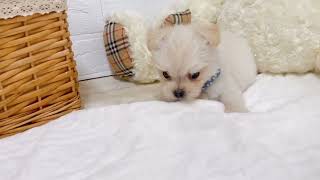 ハーフ犬の動画02