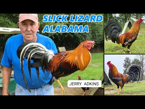 ALABAMA !! Jerry Adkins Beautiful Slick Lizard Farm