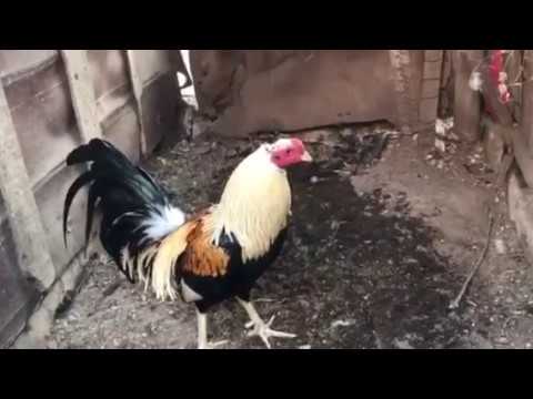 1/2 Joe Goode grey 1/4 Kelso 1/4 asil disponible