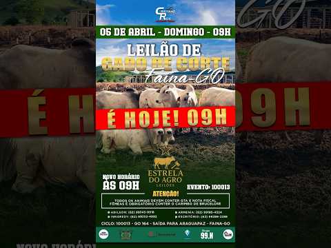 LEILÃO GADO DE CORTE ESTRELA DO AGRO LEILÕES  FAINA-GO 05/04/2026 | Leilão ao Vivo - Leilão de Gado
