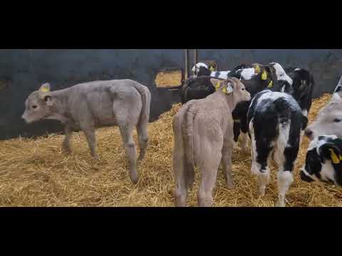 25 Super Continental heifer calves for sale - Image 2