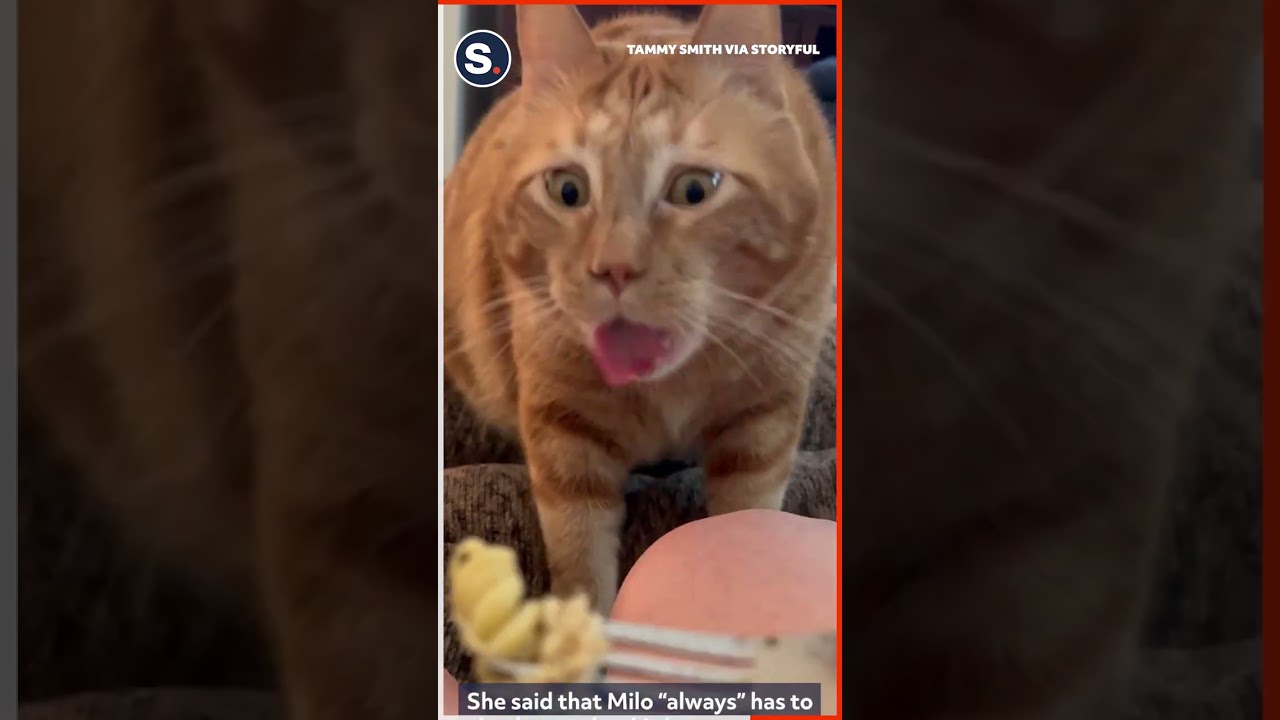 Cat Has Hilarious Reaction to Pasta Dish
