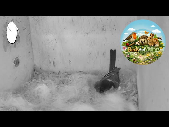 First Egg Laid – Blue Tit Nestbox 1 (April 12, 2026)