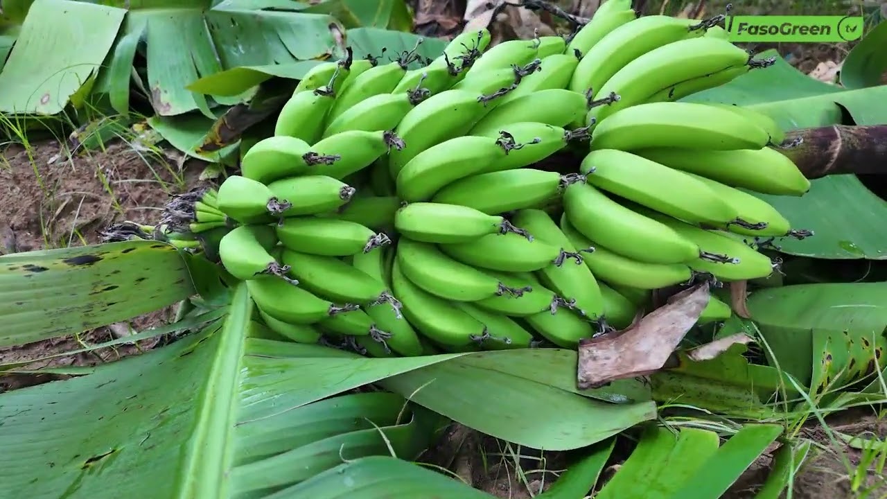 Commune de Fara : À la découverte d'un champ de banane de la SOCAF