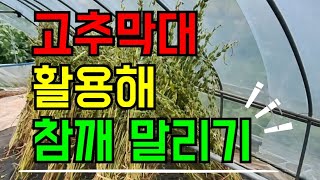 참깨수확시기, 참깨 말리는 방법::좁은 공간에서 임시로 사용하기 좋은것 같아요